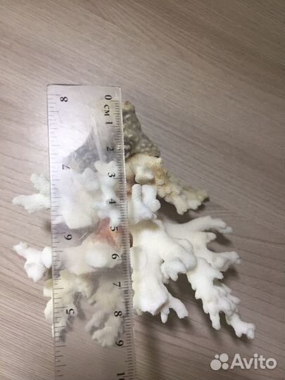 Натуральный коралл