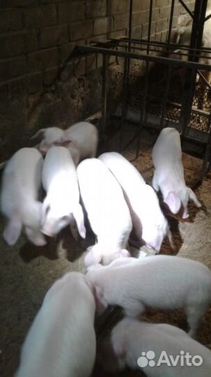 Поросята ландрас