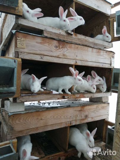 Кролики белый Паннон