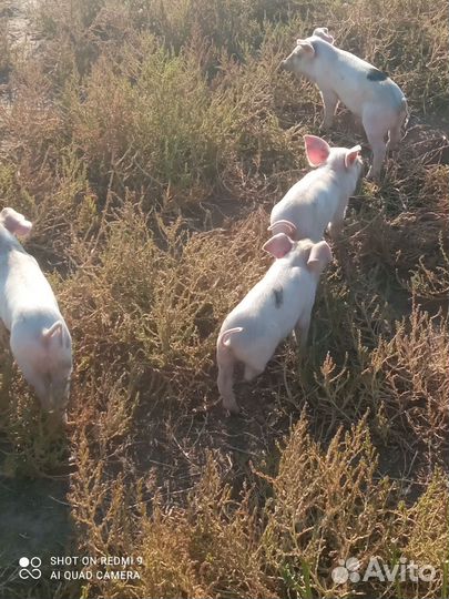 Поросята