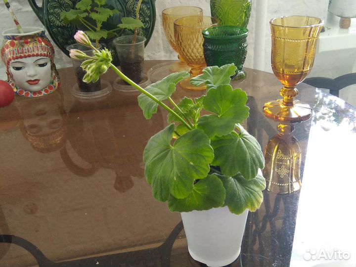 Пеларгония герань махровая сортовая