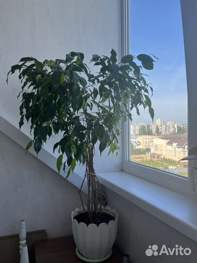 Фикус бенджамина большой