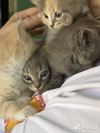 Отдам котенка в добрые руки