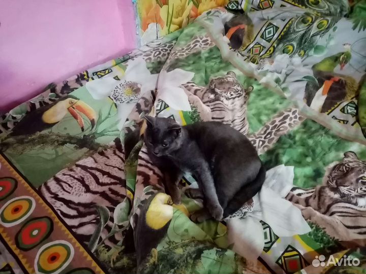 Котики бесплатно