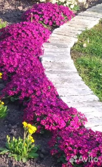 Примула кучками ранняя почвопокровная