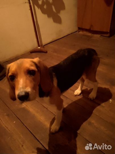 Истонка 7 месяцев