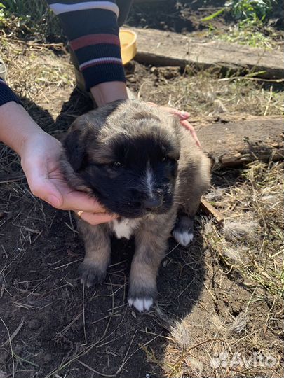 Щенки бесплатно