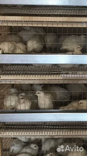 Техасский перепел