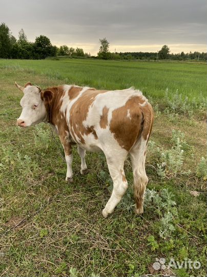 Телка от высокоудойной коровы