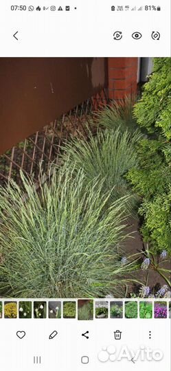 Декоративные кустарники