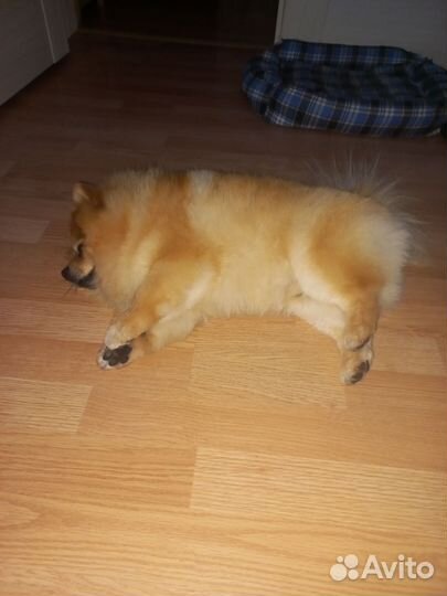 Малый немецкий шпиц