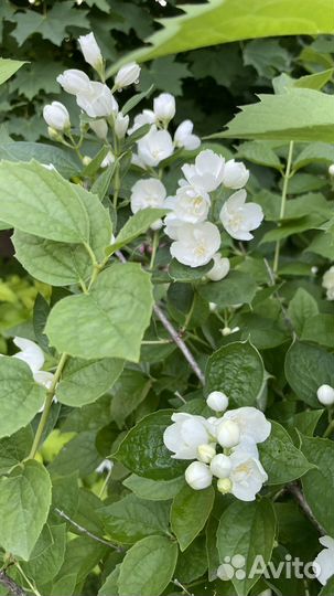 Чубушник венечный (жасмин)