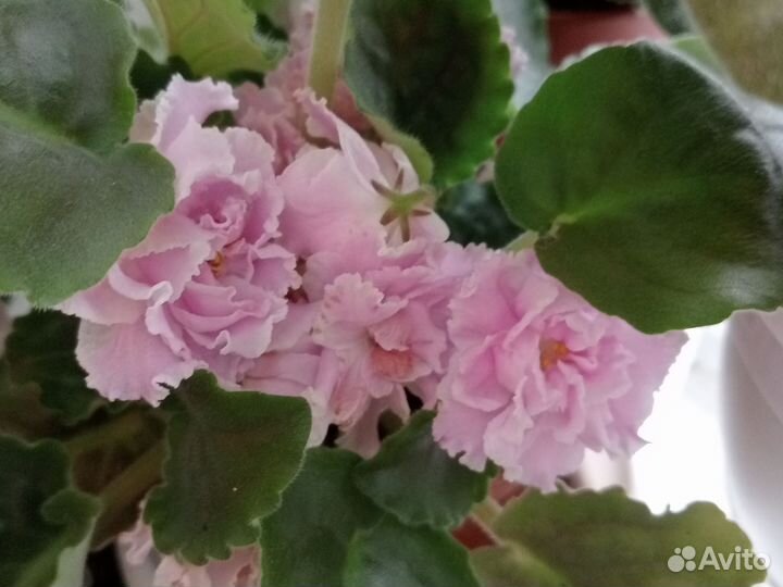 Фиалка в горшках