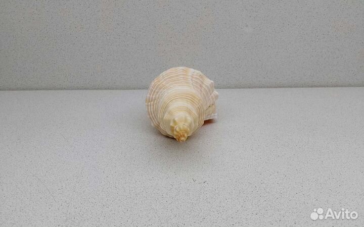 Хемифусус Туба 24,3 морская ракушка раковина