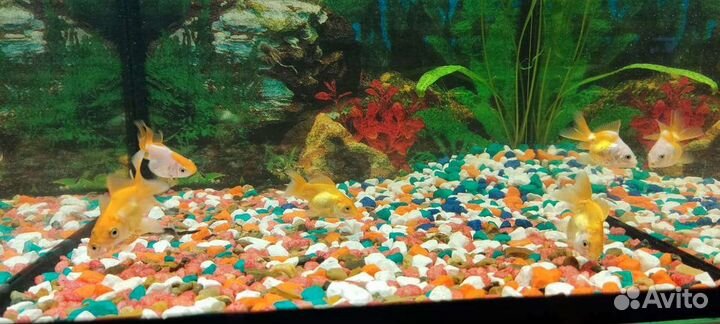 Аквариумные рыбки