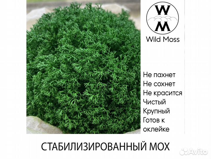 Стабилизированный мох