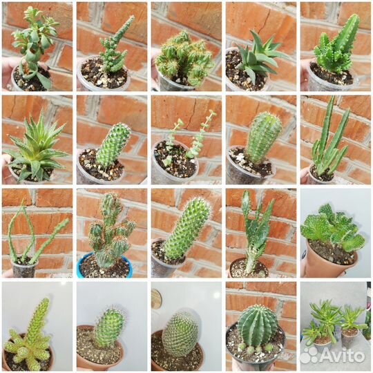 Кактусы и суккуленты