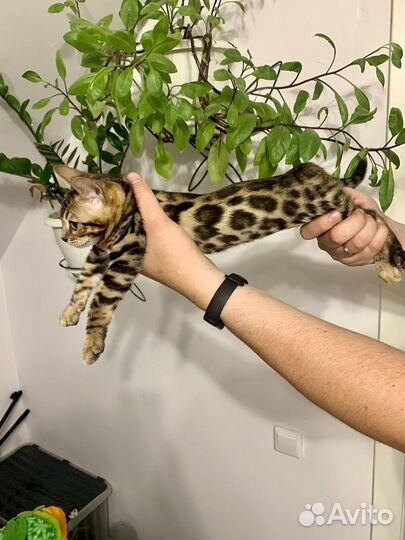 Бенгальские котята