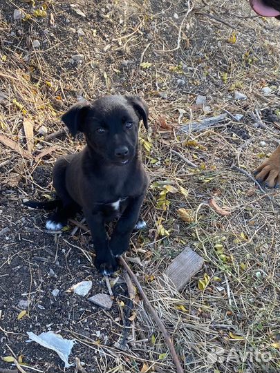 Собака в добрые руки щенок