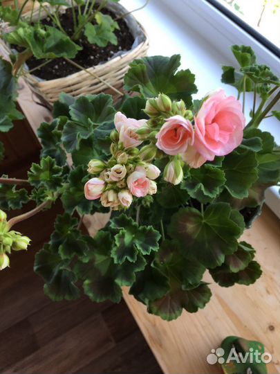 Пларгония герань сорт Astrid