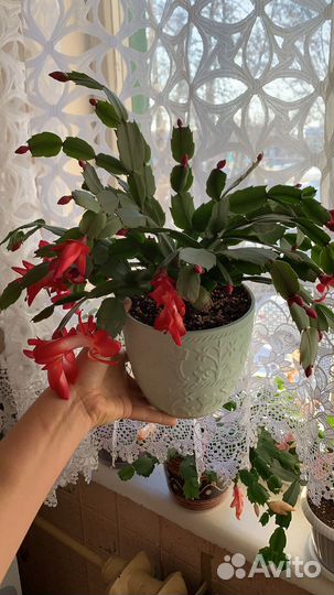 Декабрист шлюмбергера сортовые