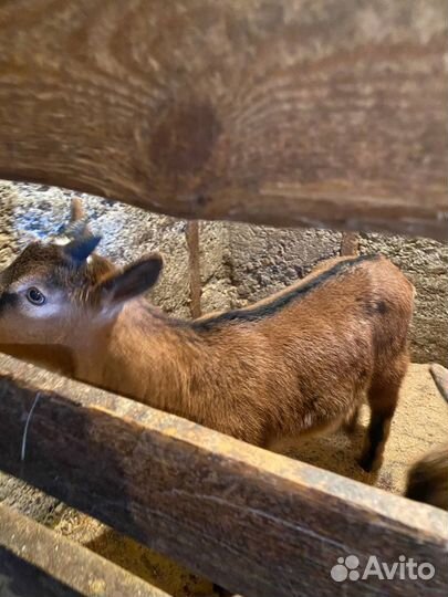 Альпийские козлята