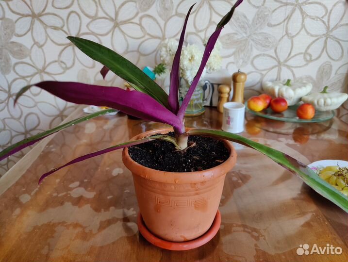 Традесканция рео