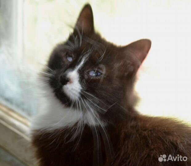 Особенная кошечка