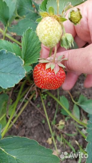 Абрикос, малина, гортензия, лаванда