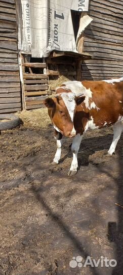 Телочка 2 месяца