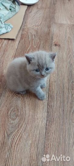 Котята