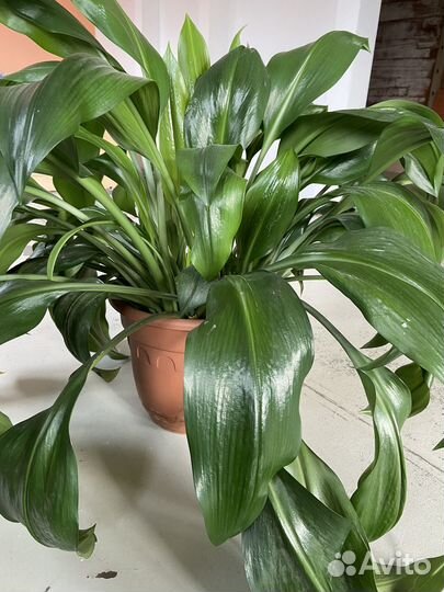 Комнатные цветы