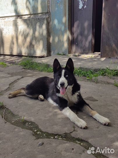 Шикарный пёс