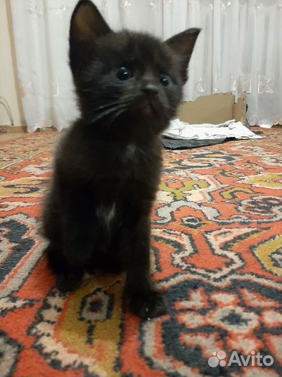 Милые котята в добрые руки