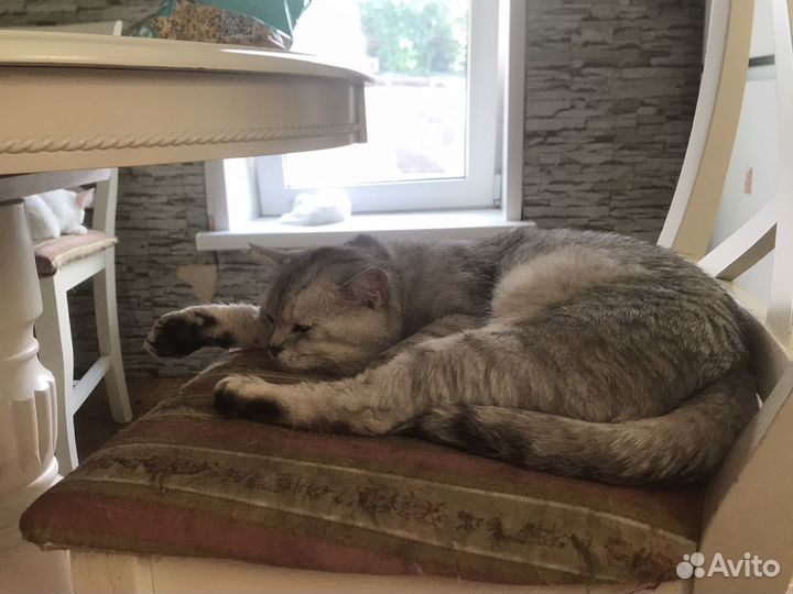 Шотландский кот вязка