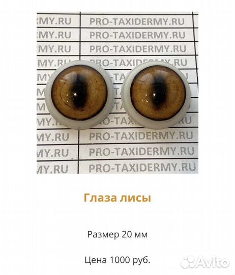 Глаза кабана, косули, рыси, лисы, медведя, птиц