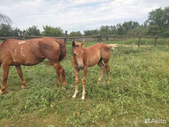 Продам жеребенка