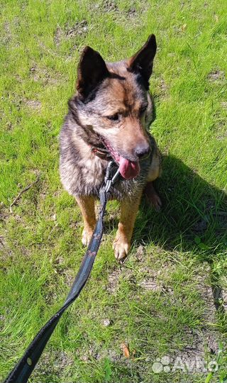 Обаятельный улыбашка Уильям ищет дом