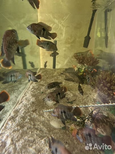 Аквариумные рыбы цихлиды для аквариума