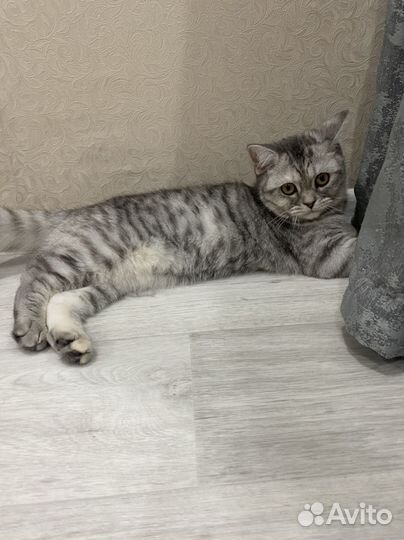 Британские котята серые
