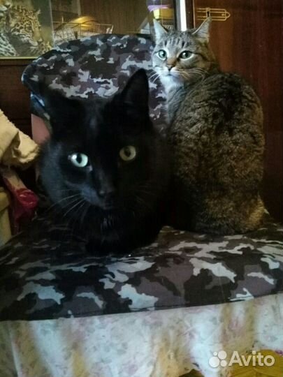 Отдам в добрые руки