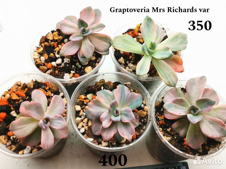 Суккуленты Эхеверии детки