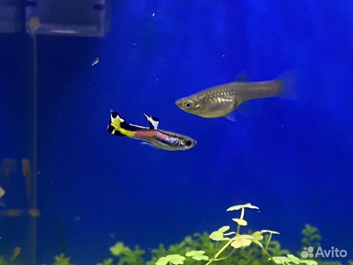 Гуппи Эндлера