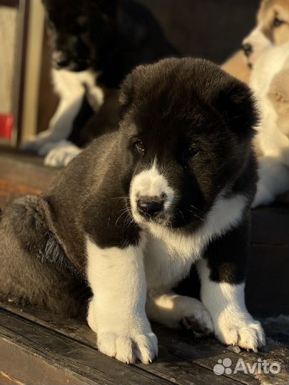 Среднеазиатская овчарка девочка