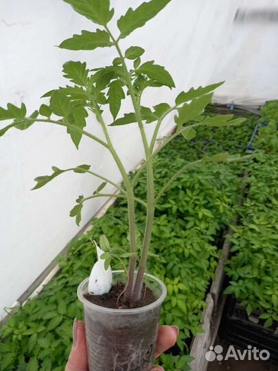 Рассада помидор