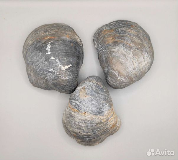 Грифеи Gryphaeidae (8 см), Россия / Окаменелости