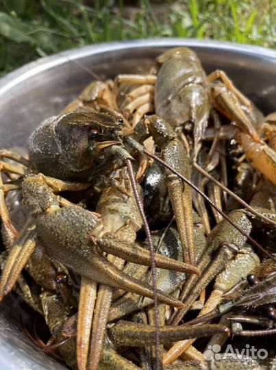 Раки Живые и Варёные