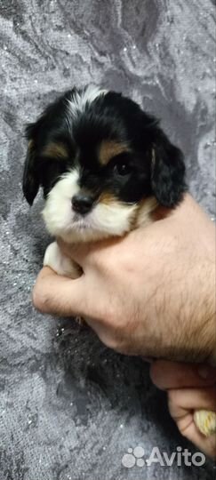 Кавалер Кинг Чарльз спаниель