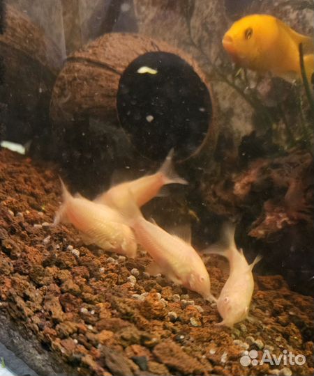 Рыбки сомики,лабидохромис еллоу,гуппи самцы