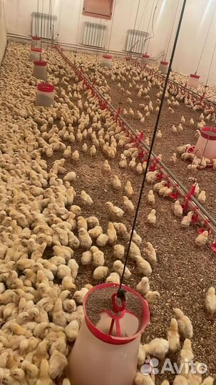 Гуси, утята, муларды бройлеры подрощенные